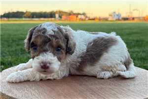 Bart - puppy for sale