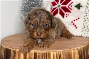 Gemma - Cavapoo for sale