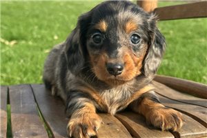 Hayden - Dachshund, Mini for sale