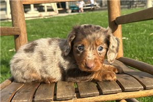 Hickory - puppy for sale