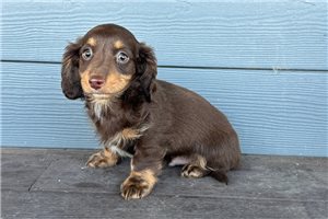 Henderson - Dachshund, Mini for sale