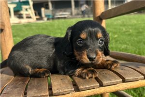 Hans - puppy for sale