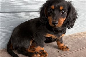 Hans - puppy for sale