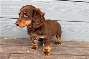 Henderson - puppy for sale