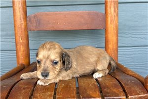 Mateo - puppy for sale