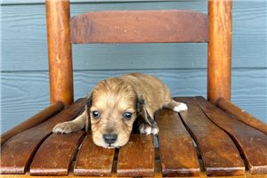 Murphy - Dachshund, Tweenie for sale