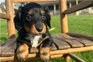 Heathcliff - puppy for sale