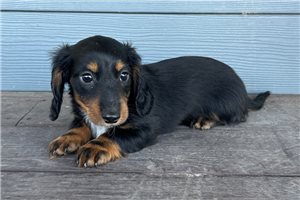 Heathcliff - Mini Dachshund for sale