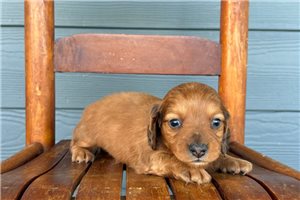 Myron - Dachshund, Tweenie for sale