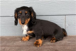 Heathcliff - Dachshund, Mini for sale