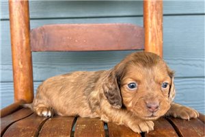 Misha - puppy for sale