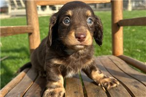Henderson - puppy for sale