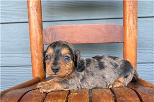 Maya - puppy for sale