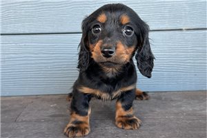 Hans - Dachshund, Mini for sale