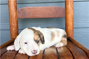 Muriel - puppy for sale