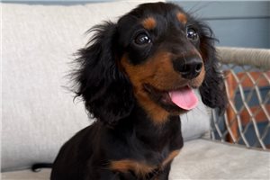 Hans - Dachshund, Mini for sale