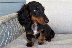 Heathcliff - Dachshund, Mini for sale