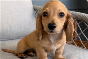 Mateo - Dachshund, Tweenie for sale
