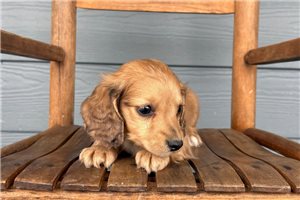 Mateo - Dachshund, Tweenie for sale