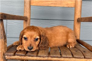 Myron - Tweenie Dachshund for sale
