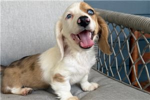 Muriel - Dachshund, Tweenie for sale