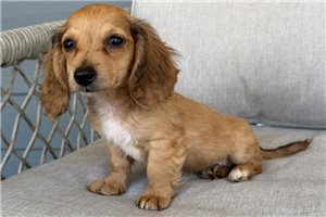 Murphy - Dachshund, Tweenie for sale