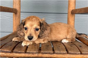 Murphy - Dachshund, Tweenie for sale
