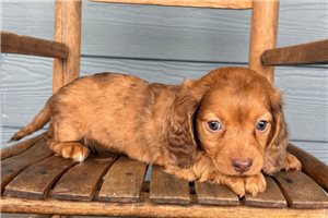 Misha - Dachshund, Tweenie for sale