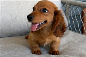 Myron - Dachshund, Tweenie for sale
