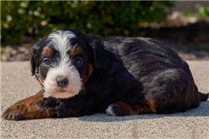 Gunther - puppy for sale