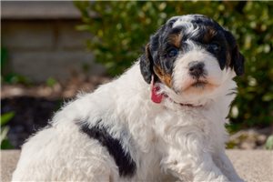 Gypsy - Bernedoodle, Mini for sale
