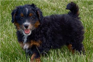 Grayson - puppy for sale