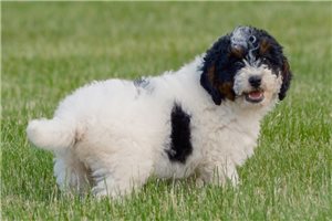 Gypsy - Bernedoodle, Mini for sale