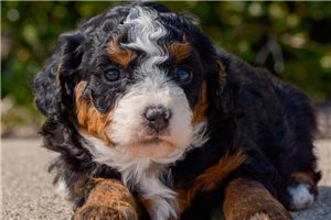 Guinevere - puppy for sale