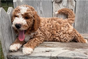 Flynn - puppy for sale