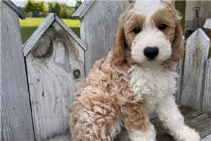 Fitz - Goldendoodle, Mini for sale