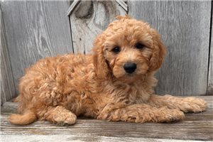 Flower - Goldendoodle, Mini for sale