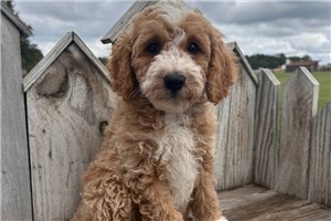 Ferdinand - puppy for sale