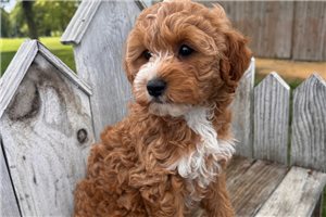 Farrah - puppy for sale