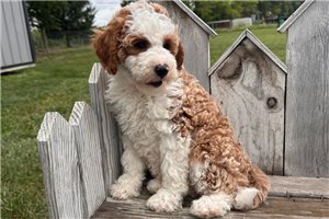 Frankie - puppy for sale