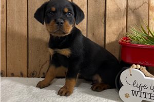 Avery - Rottweiler for sale