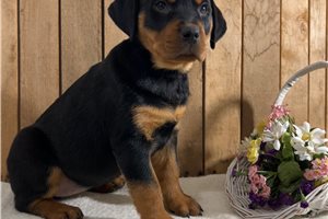 Beauty - Rottweiler for sale