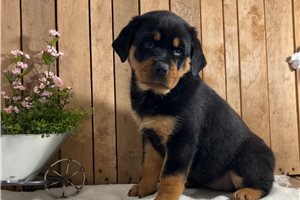 Beanie - puppy for sale