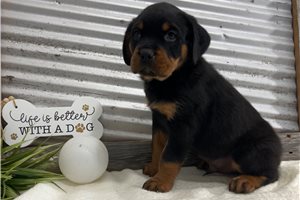 Bari - puppy for sale