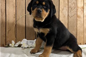 Bea - puppy for sale