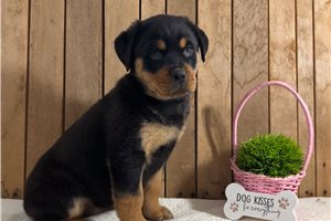 Becca - Rottweiler for sale