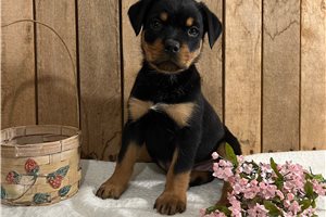 Aria - Rottweiler for sale