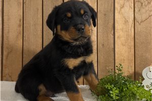 Alexander - puppy for sale