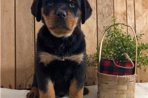 Bantam - puppy for sale