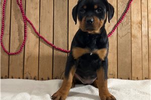 Beatrice - Rottweiler for sale